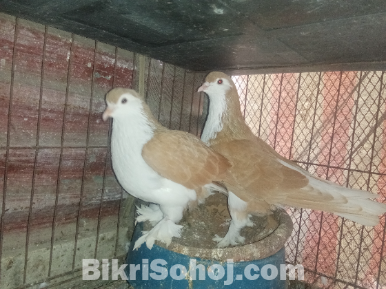 সিরাজী কবুতর